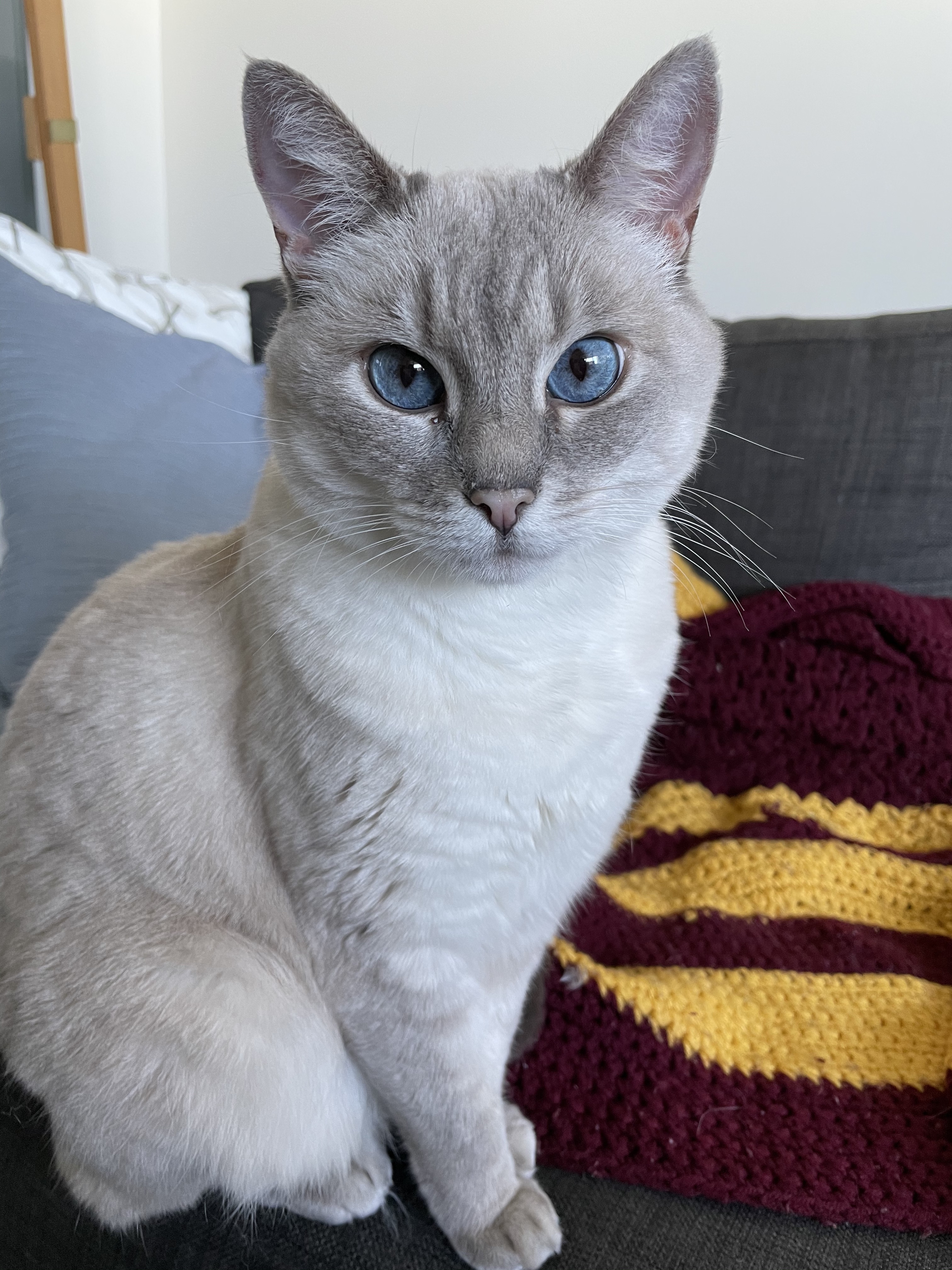 Gray cat with blue eyes sitting regally on a couch
